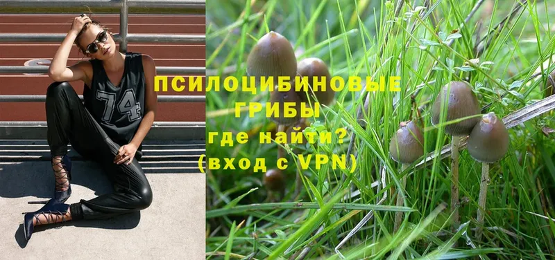 Псилоцибиновые грибы Psilocybe  где найти наркотики  Красноперекопск 